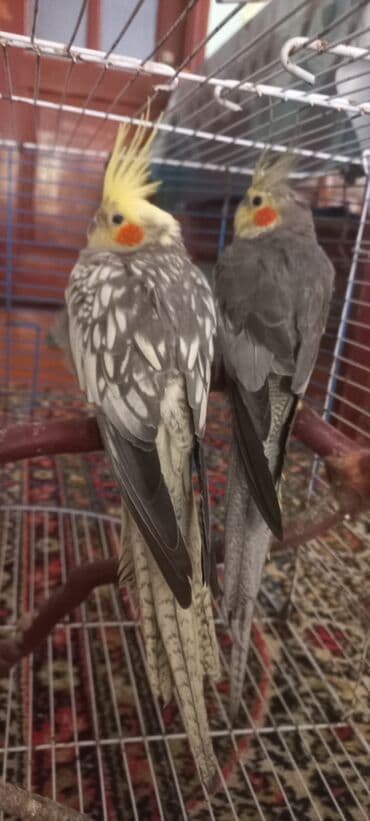 əbabil quşu satılır: Salam.Tam saglam 8ayliq. 4 eded var Isteyen buyursun cutunu alana — 2