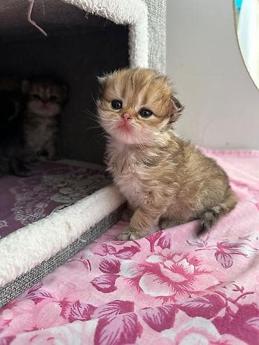 pişik dişi: Britan, Dişi — 5