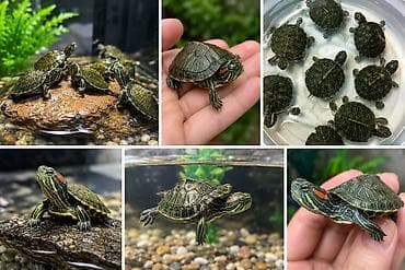 ev sicani: Məhsul: Qırmızıqulaq su tısbağası balaları (Trachemys scripta elegans) — 1
