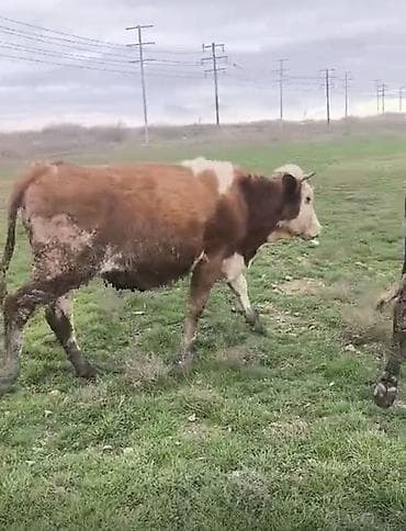 südü ineyler: Dişi balaynan 1 ci qarin duye 8-10 südü var — 3