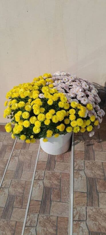 mal dili bitkisinin faydaları: Xrizantema multiflora 4 iliy bitki Qiyməti 20 manat Vacap aktivdir — 3