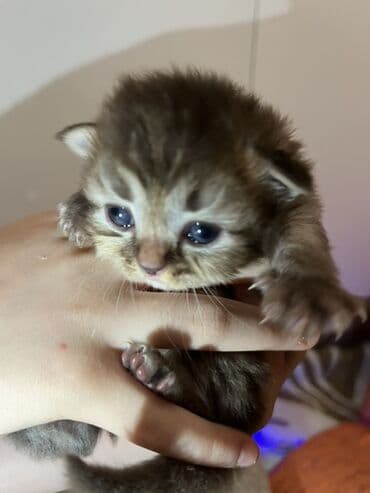 pişik sekilleri: Yaxşı əllərə — 2