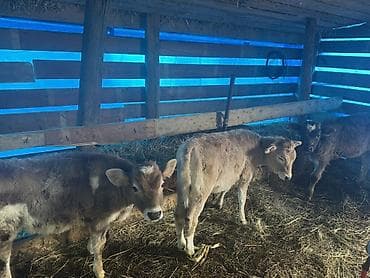 sud veren keci: Dişi, il: 2, Südlük, Ünvandan götürmə — 3