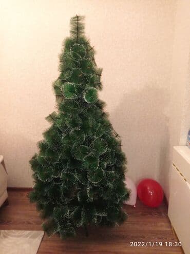 Yolka 1.70 hündürlüyü. 80 manata