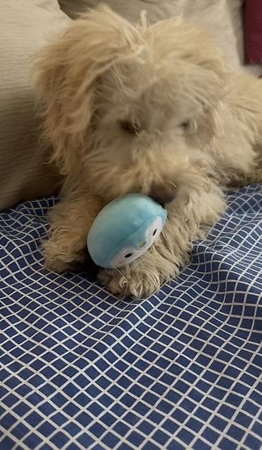 rottweiler satisi: Pudel, Erkek — 3