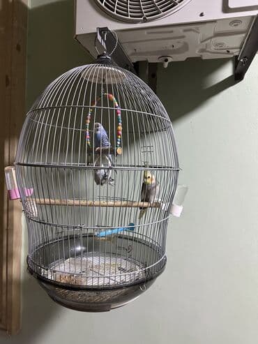 переноска для кошек баку: Yalniz qefes satilir

Qefes
Tutuquşu 
qəfəs
karella 
Korella
Korela — 1