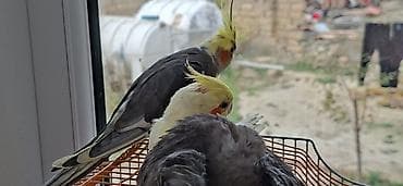 Digər heyvanlar: Korella tecili pul lazimdir. satiram. Erkekdir — 3