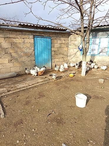 firəng toyuğu: Toyuq, Yumurtalıq — 1