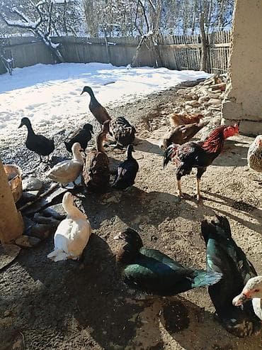 balakən heyvan satisi: Kayuqa pinqivin krasnadar lavanda Zumrudu ordeylermiz var sifarişnen — 1