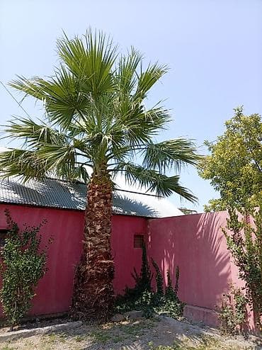 Məhsul: Dekorativ xurma/palma ağacı (fan tipli yarpaqlar) Təsvir: -