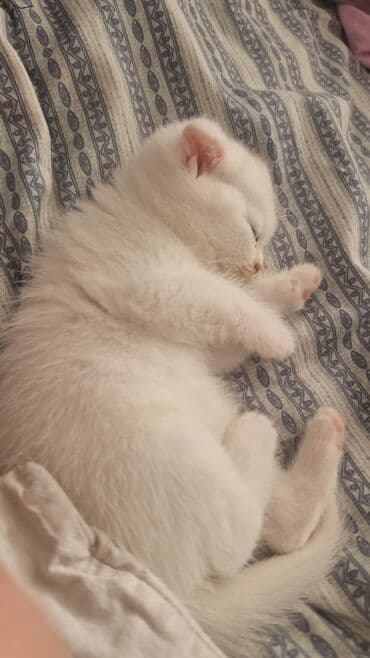 cins pişiklərin satışı: Dişi — 3