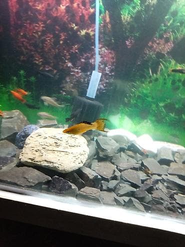 quzu qiymətləri: Sülhsevər — 3