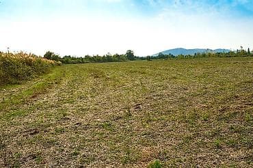 qubada torpag: 237 sot, Kənd təsərrüfatı, Mülkiyyətçi, Kupça (Çıxarış) — 4