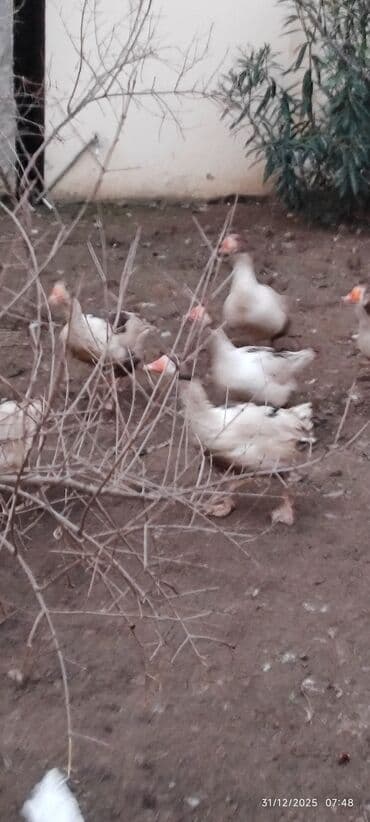 Erkək, | Lal ördək, Damazlıq