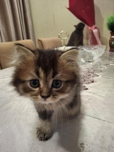 Digər heyvanlar: Britan, Dişi — 9