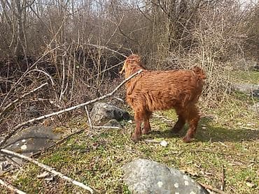 yerli keciler: Qırmızı-qəhvəyi rəngdə bala keçi - Cins: yerli dağ keçisi tipli — 4
