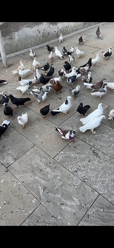 əbabil quşu: Delfinler, birde tutulmalar satilir qiymet 10 -30 arasi Xirdalandadi — 2