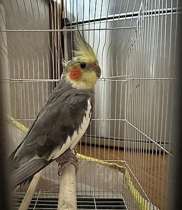 Papuqay Korella karella (cockatiel) tutuquşu satılır. Erkek 9 ayliq