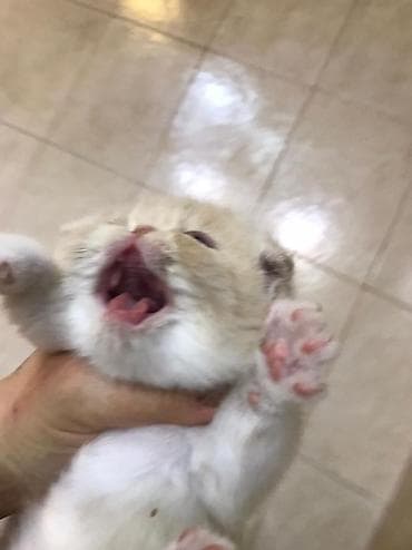 it cinsi: Fars, Yaxşı əllərə — 5