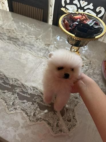 xasqi itləri: Şpitz, 2 ay, Dişi, Ünvandan götürmə — 4