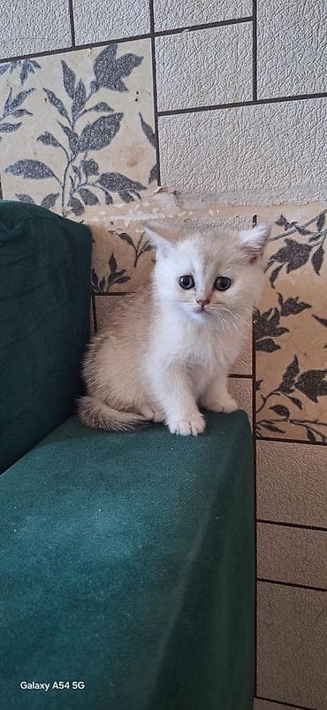 Şinşilla, Dişi, Yaxşı əllərə — 2