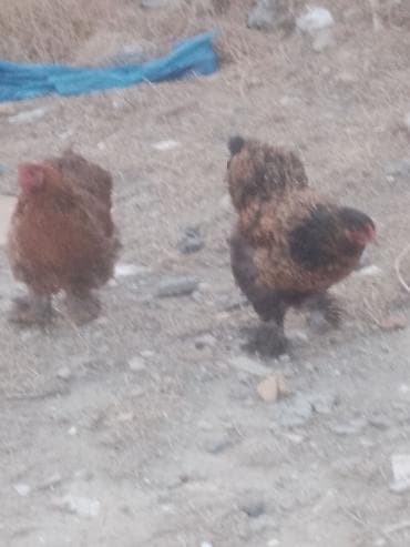 heyvanlar: Salam. Bramo toyoqlarıdı. Sağlam və baxımlı heyvanlardır. 1 yaşları — 1