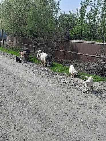 Salam 18 ana 17 bala kom satilir ünvan selyan