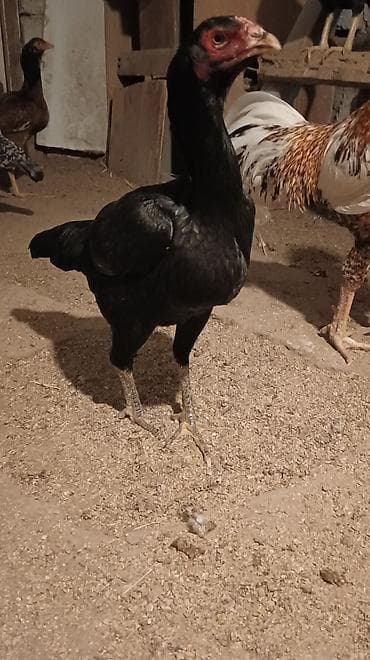 goyercin damı: Toyuq, Damazlıq, Ünvandan götürmə — 1