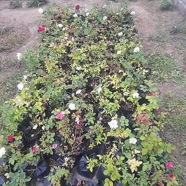 xlorofitum bitkisi: Gül kolları – qızılgül şitilləri - Növlər: müxtəlif dekorativ — 3