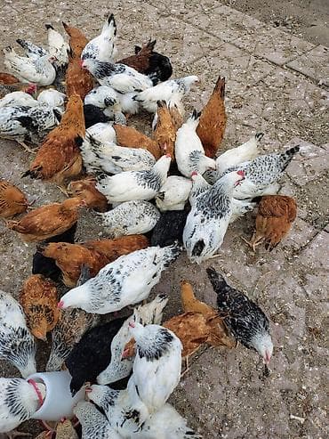 ucuz toyug: Toyuq, Adler, Kuçin, Damazlıq, Ünvandan götürmə — 3