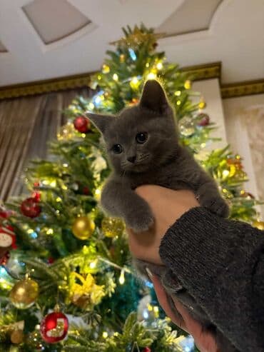 ev heyvanı: Самец — 2