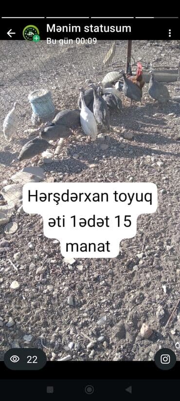 Toyuq, Ətlik, Pulsuz çatdırılma, Ödənişli çatdırılma