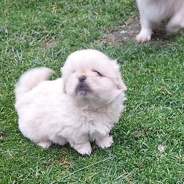 xaski balaları: Pekines — 1