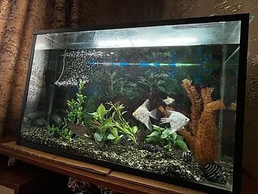 cuce satisi: Dördbucaq akvarium, Balıqlarla birlikdə, 120 l, Ünvandan götürmə — 2