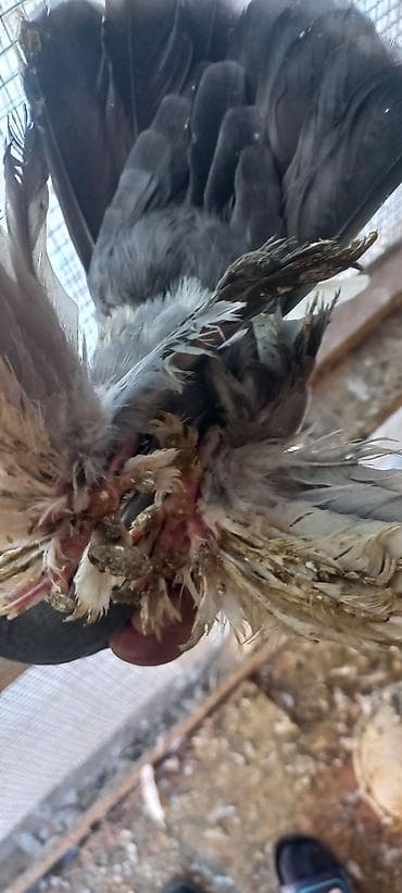 qus sesi: 15 manat mayadi — 1