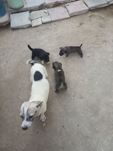 cau cau iti satilir: Məhsul: Balaca it balaları Təsvir: - Şirin balalar – bir neçəsi — 10