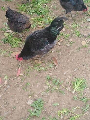 Akvariumlar: Təcili satılır: Ataks cinsi xoruzlar - Çəki: 1.8–2 kq - Say: 80 ədəd — 5