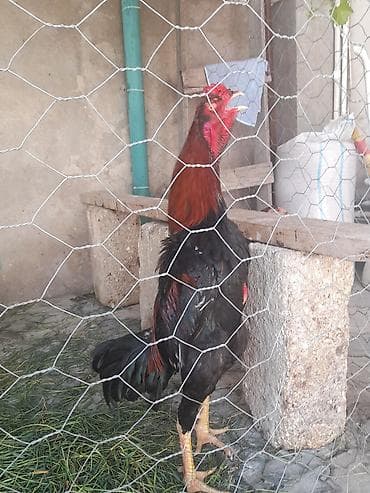 11 Ayliq Xoruz 10 aylıq fərələr başı çıxan adam narahat etsin qiymət — 5