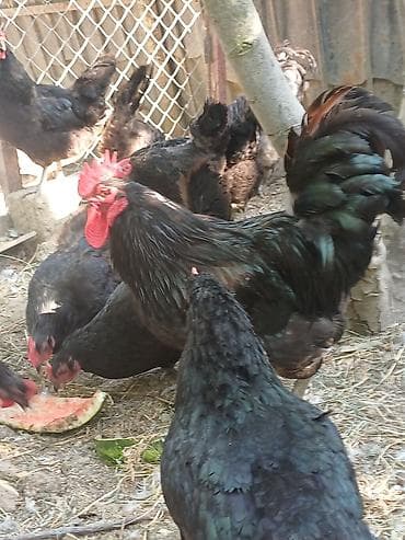 barred rock: Məhsul: Austrolorp və Amaroks toyuqların yumurtası satılır Təsvir: - — 5