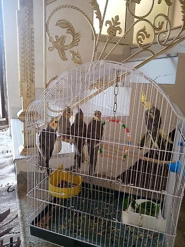 Korella vitaminle böyüdülüb əl quşlari var hazir cüt var