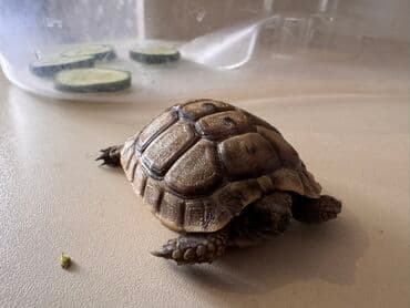 продажа животных в азербайджане: Kiçik quru tısbağası - Növdən asılı olaraq evdə saxlanıla bilən quru — 1