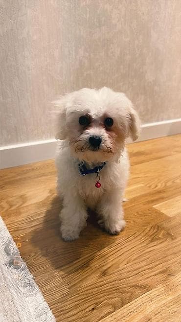 basenc itləri: Maltipoo balası – ağ, qıvırcıq tüklü, xırda ölçülü ev iti - Cins — 2