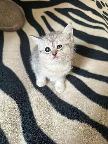 pişiylər: Şotland yastı qulaq — 6