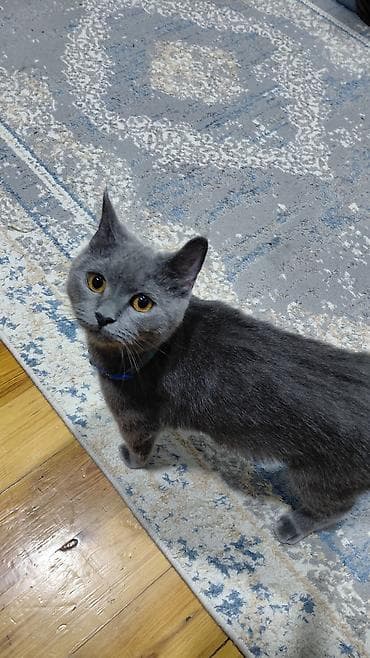 mingəcevir pişik: Erkək — 2