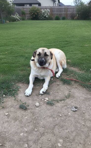 объявления отдам в хорошие руки щенка: 2 il — 3