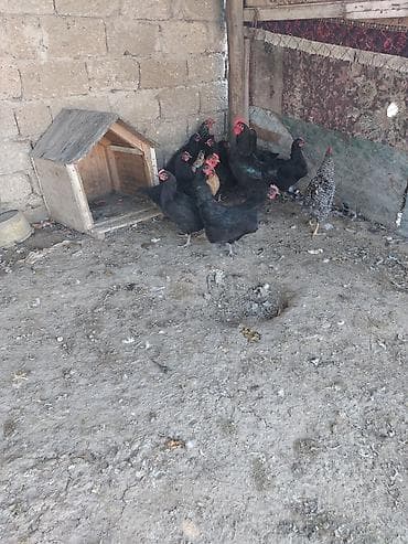 cins dana: Toyuq, Yumurtalıq — 2