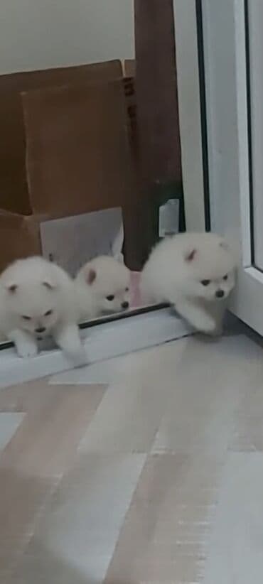 coban iti satiram: Şpitz, 1 ay, Erkek — 4