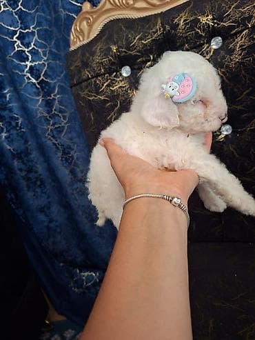 İtlər: Pudel, 1 ay, Erkek, Pulsuz çatdırılma — 5