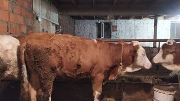 smental inekler: Самка, Simental, лет: 1, 300 кг, Для молока, Самовывоз — 3