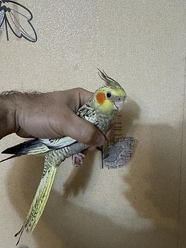 papuqay quş: AĞCABƏDİ RAYONU ÖZ YETİŞDİRDİYİMİZ BALA 2 AYLIQ XORUZ ƏLƏ TAM — 6